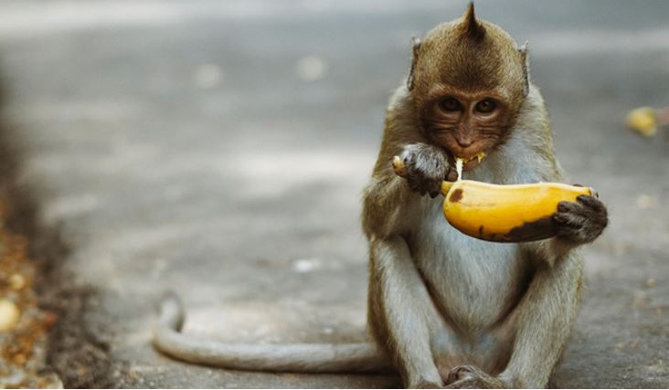 vender e como oferecer banana para macaco